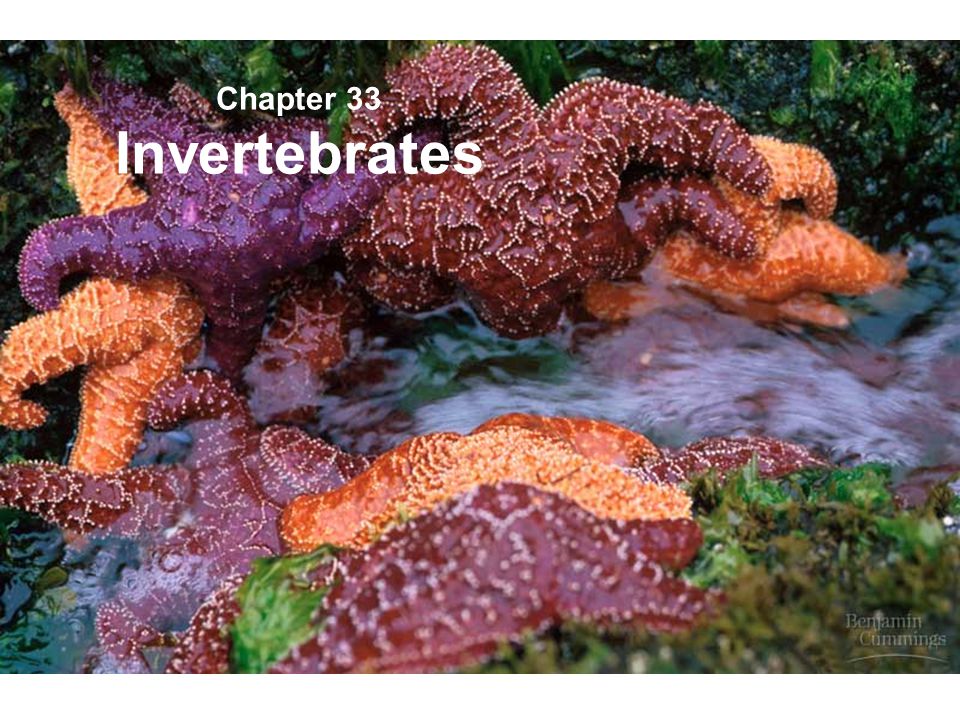Chapter 33 - Invertebrates Flashcards Preview